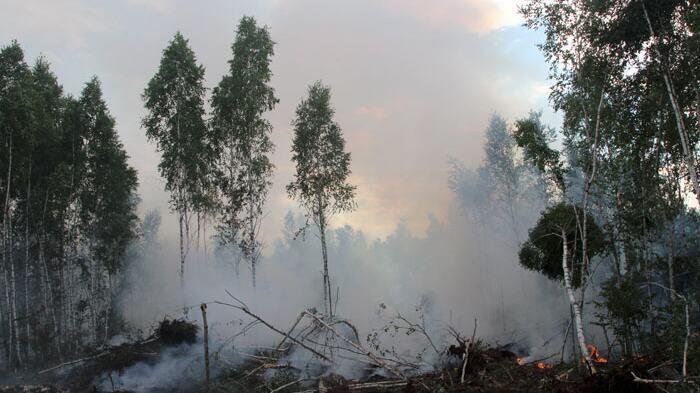 Un incendio forestal en Bielorrusia con humo que se eleva entre los abedules.
