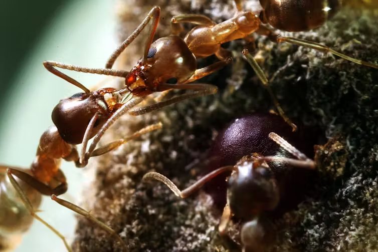 Dos hormigas juntan sus bocas mientras la cabeza de otra aparece un poco más abajo