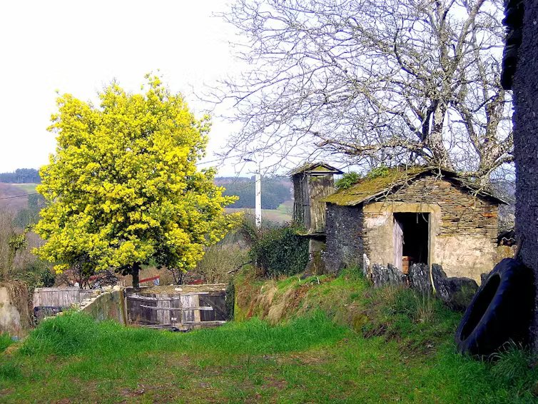 Árbol con flores amarillas en un paisaje verde con un muro de piedra