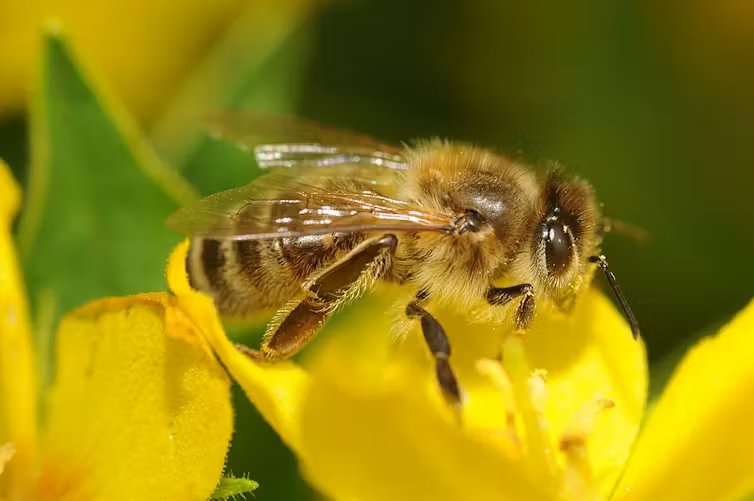 Una abeja sobre una flor amarilla