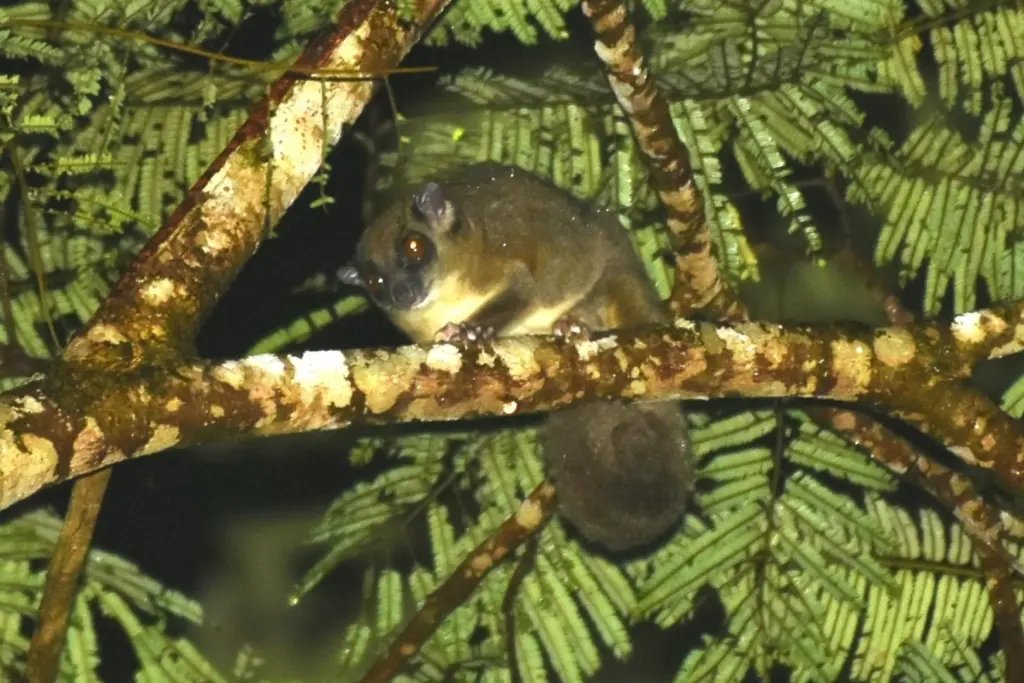 Esta especie, hallada viva en la selva tropical, ha obligado a los científicos a reconocer un nuevo género dentro de los marsupiales