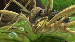 Reconstrucción artística del macho de Balticolasma wunderlichi