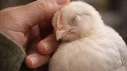 Hallan en pollitos una respuesta emocional sorprendente tras semanas de trato humano amable