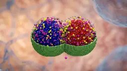 Simulación que integra cromosomas con dinámica browniana, una membrana en red, ribosomas y el transportador de azúcar transmembrana PtsG en una visualización celular sintética. Foto: Thornburg, Z. R., et al. (2026). editada con Nano Banana