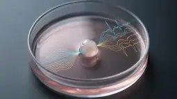 Recreación artística que muestra un organoide cerebral dentro de una placa de laboratorio transparente con gráficos de ondas superpuestos. Foto: Nano Banana / Scruzcampillo.