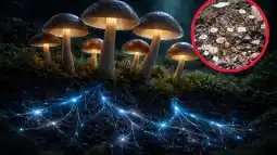 Recreación artística de micelio neuronal. Fuente: ChatGPT / Scruzcampillo.