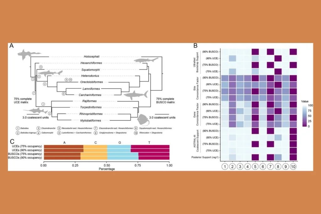 Un análisis filogenómico revela las relaciones evolutivas entre los peces cartilaginosos