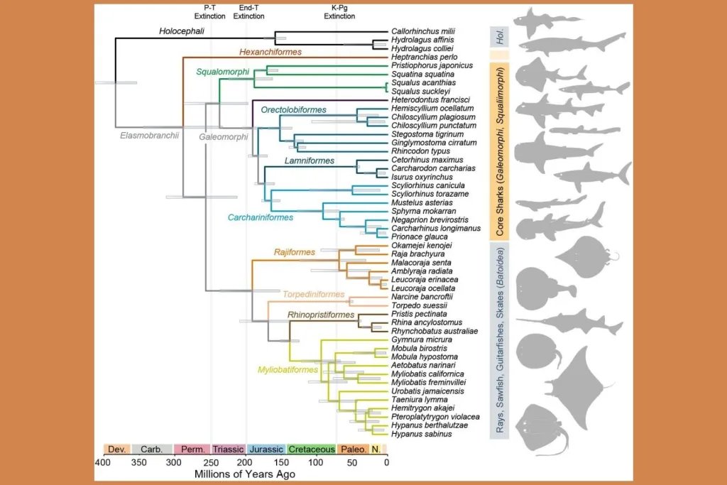 Reconstrucción temporal del árbol evolutivo de los vertebrados cartilaginosos
