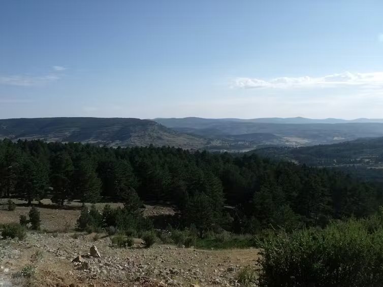 Bosques de pinos y montañas