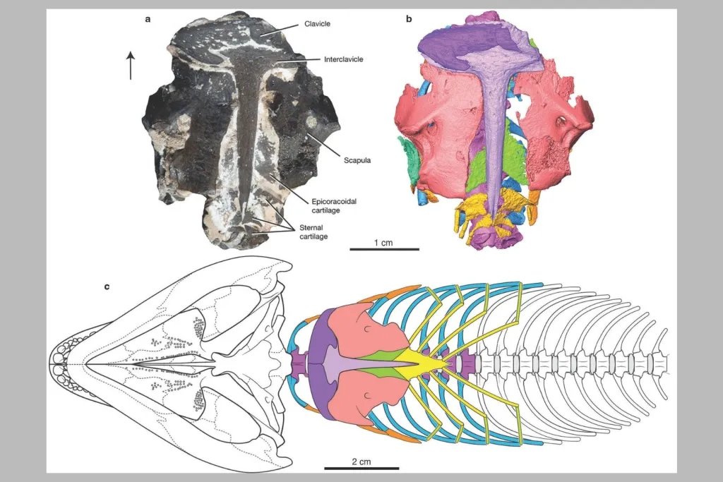 Fósil original y recreación científica de Captorhinus aguti, que permiten visualizar su anatomía y comprender mejor su biología