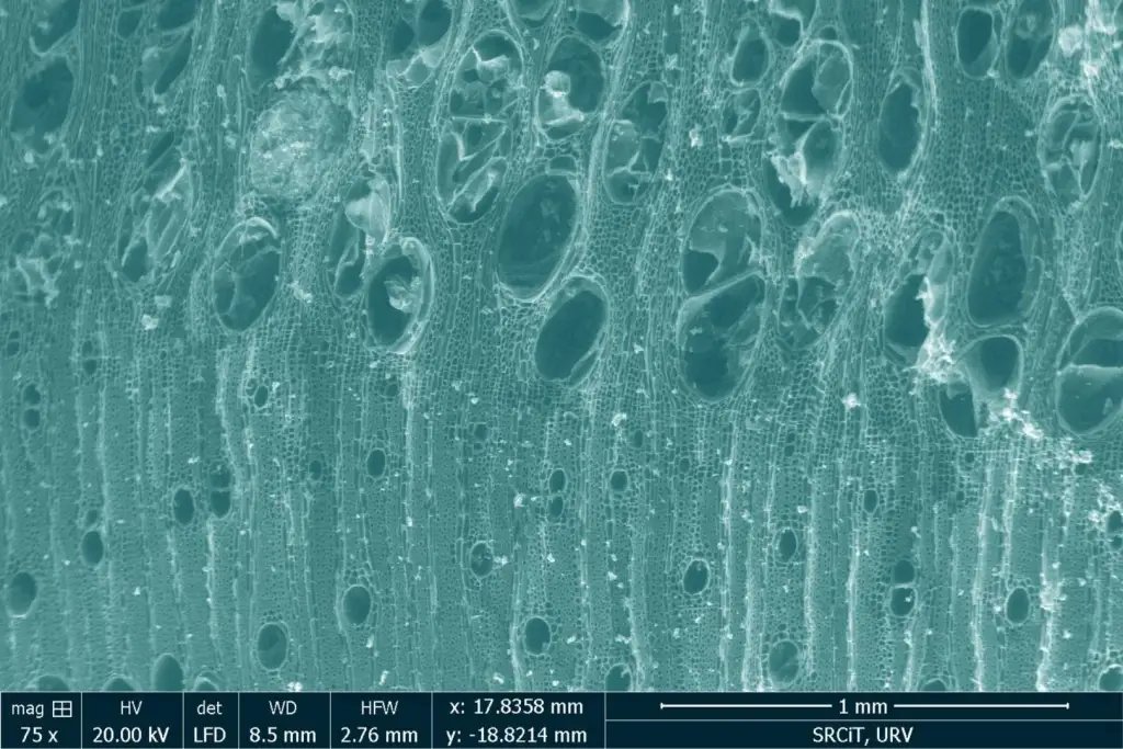 Fragmento de carbón observado bajo un microscopio ESEM