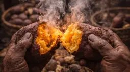 El kūmara, introducido por los primeros colonizadores polinesios, se convirtió en uno de los pilares de la economía y la alimentación en Aotearoa