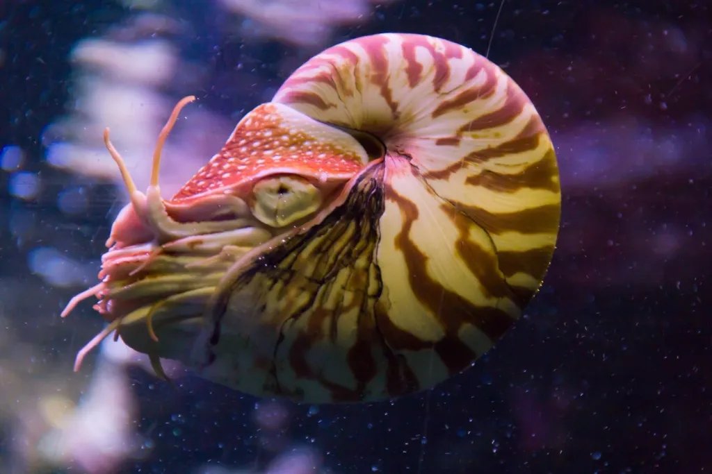 Los nautilos y allonautilus, considerados entre los últimos “fósiles vivientes” del océano, siguen revelando claves sobre cómo ha cambiado la vida marina durante cientos de millones de años