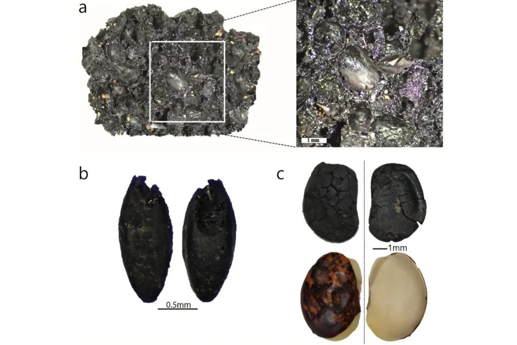 Material vegetal recuperado en la excavación de Gnith