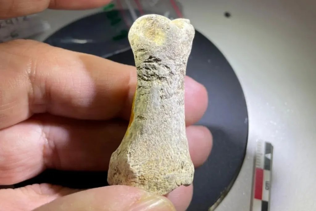 Una herramienta ósea de reno hallada en el yacimiento de Abri Suard