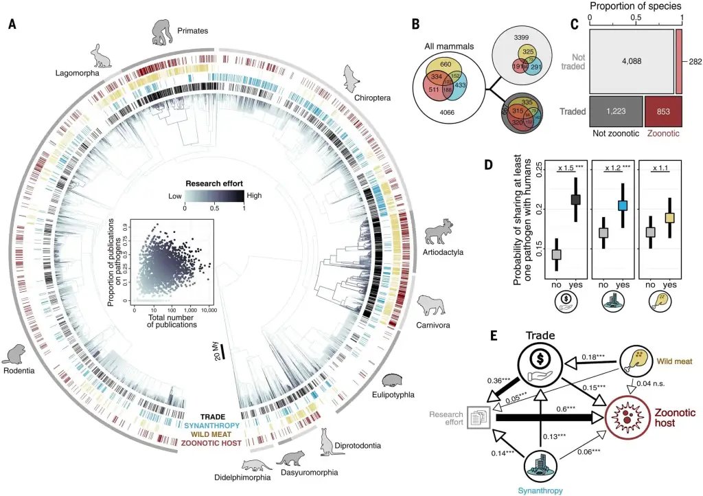 Análisis filogenético y estadístico que identifica al comercio de vida silvestre como el motor crítico de la transmisión de patógenos entre mamíferos y humanos. El modelo (D, E) confirma que las especies integradas en los mercados globales presentan una probabilidad significativamente mayor de actuar como puentes biológicos para el salto de nuevos virus y bacterias. Foto: Gippet et al. / Science.