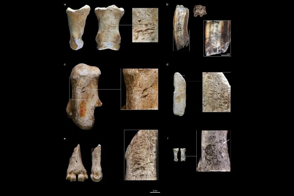 Una selección de herramientas óseas elaboradas por los neandertales de Abri Suard