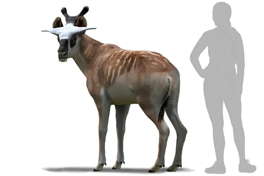 Reconstrucción del aspecto en vida de un ejemplar macho de Ampelomeryx ginsburgi