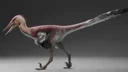 Reconstrucción artística de Kank australis