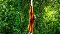 Graban por primera vez a un orangután de Sumatra utilizando un puente artificial construido entre las copas de los árboles para superar la fragmentación de la selva