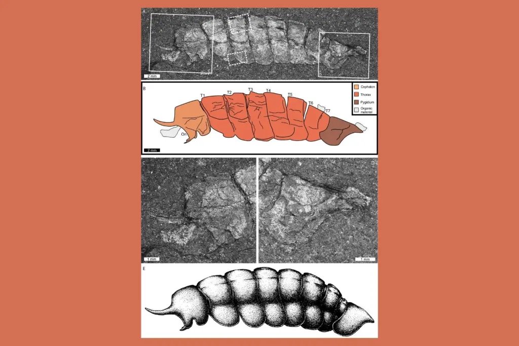 Reconstrucción de Magnicornaspis garwoodi, la nueva especie de artrópodo descrita a partir de un fósil hallado en la Formación Rivière-du-Loup, en Canadá