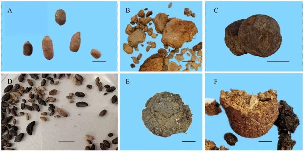 Coprolitos