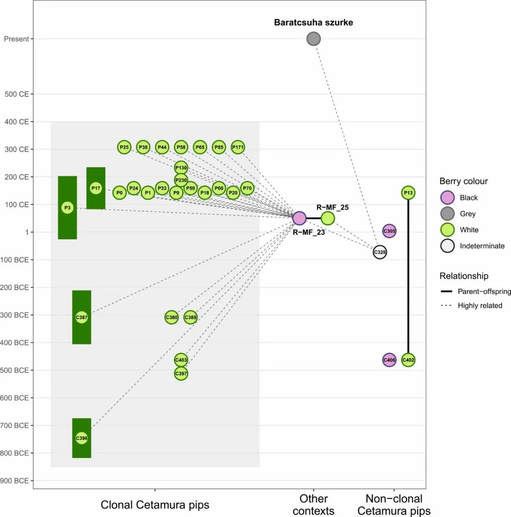 Relación genética y colores previstos de la baya en pepitas de uva halladas en contextos arqueológicos
