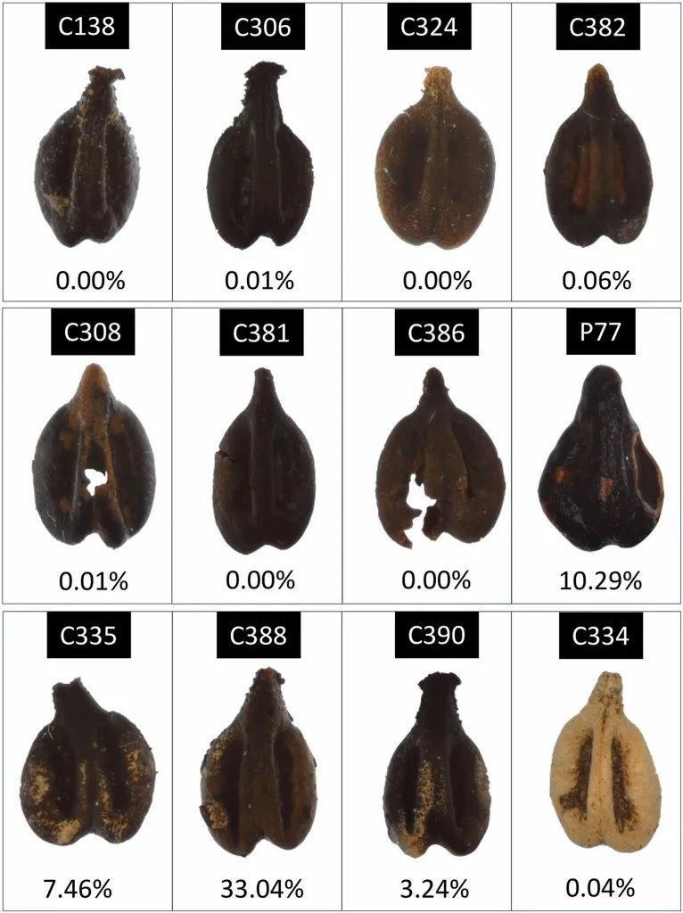 Algunas de las semillas halladas en Cetamura del Chianti