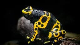 Rana de colores brillantes