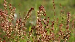 Acedera