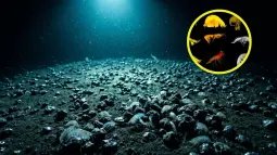 El fondo de la Zona Clarion-Clipperton, a 4.000 metros de profundidad, alberga una biodiversidad que apenas empieza a conocerse. Foto: Nano Banana / Scruzcampillo.