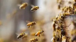 Científicos han creado un suplemento artificial capaz de aportar a las colonias de abejas los esteroles esenciales que necesitan para desarrollarse, favoreciendo así la supervivencia de sus larvas