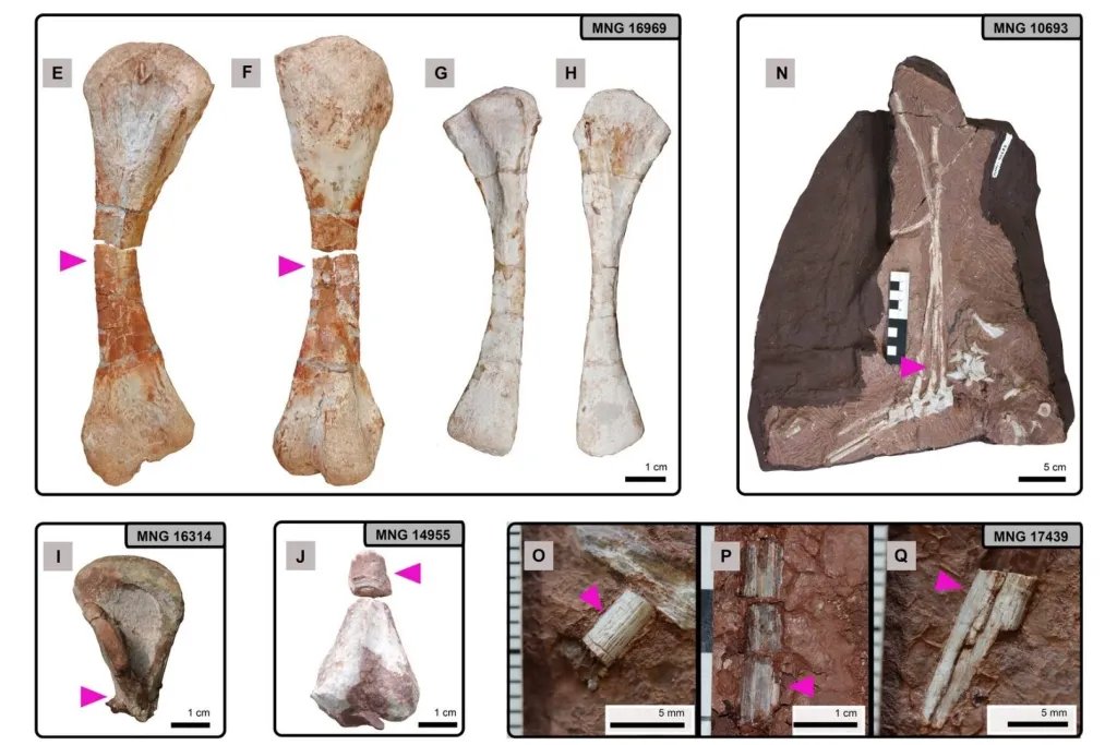 Ejemplares de Dimetrodon teutonis analizados en esta investigación