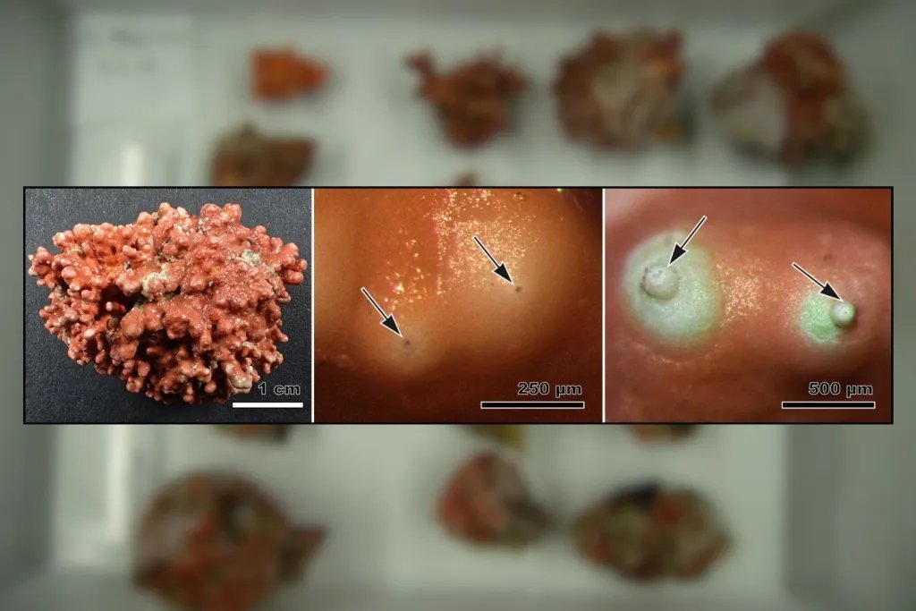 La imagen muestra Orientalilithon compactum (izquierda), una especie desconocida para la ciencia hasta ahora. Además de describirla, los investigadores han logrado identificar por primera vez las estructuras reproductivas masculinas (centro) y femeninas (derecha) de este enigmático grupo de algas