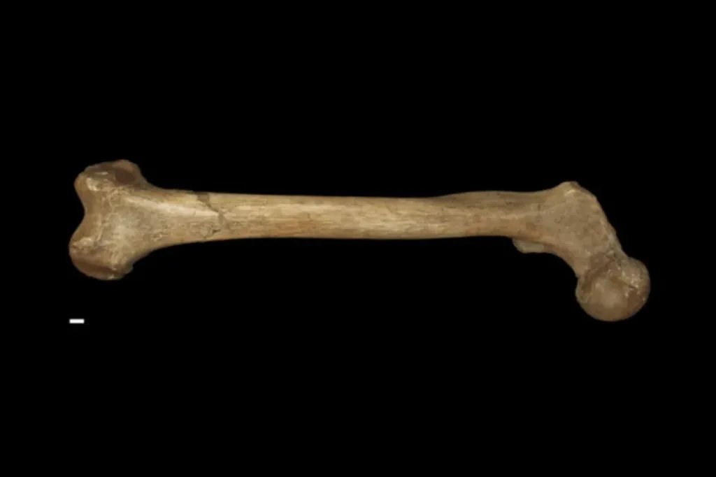 Fémur perteneciente a un neandertal recuperado en un yacimiento de Bélgica