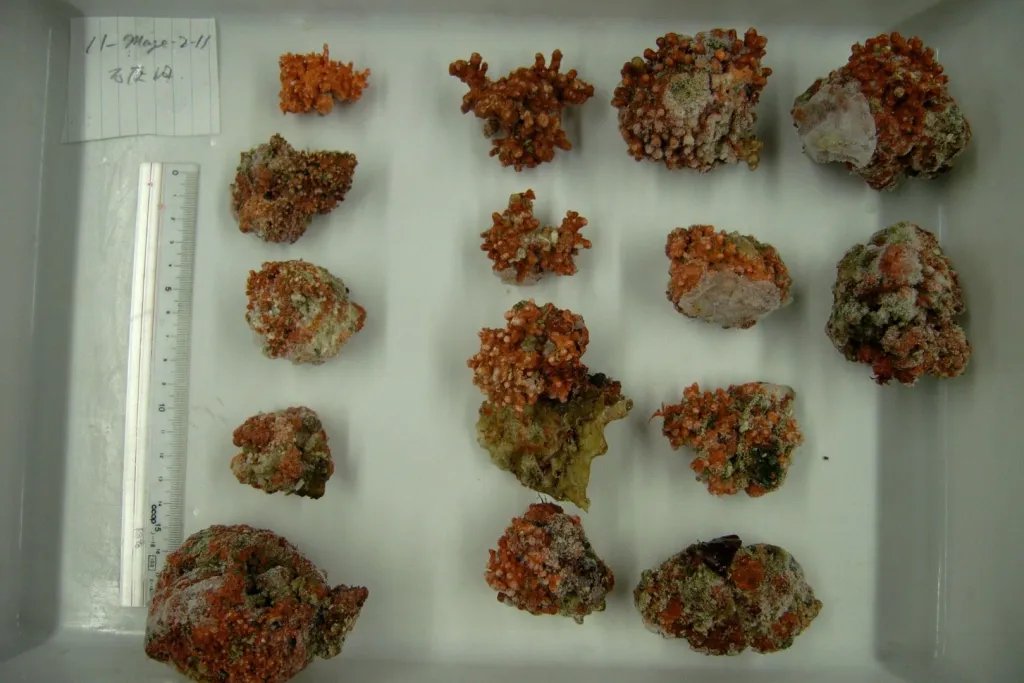 Rodolitos con forma de pequeñas piedras rosadas que forman un ecosistema submarino oculto. Estos ejemplares fueron recogidos a 38 metros de profundidad frente a la isla japonesa de Tanegashima, en la prefectura de Kagoshima