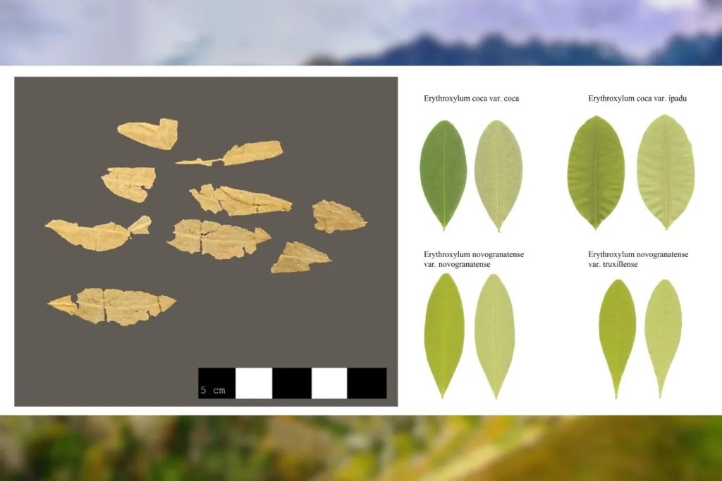 Las hojas de coca halladas junto a la Doncella y la morfología foliar de las especies del género Erythroxylum
