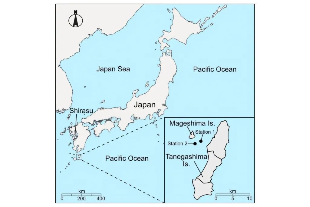 Los investigadores recogieron muestras de rodolitos mediante dragados realizados entre 30 y 40 metros de profundidad en dos puntos situados a unos 10 kilómetros de la costa occidental de la isla japonesa de Tanegashima