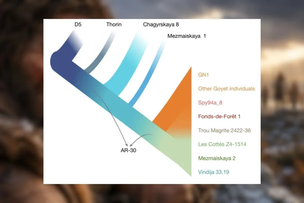 Modelo genético propuesto para las poblaciones neandertales, que muestra una red de comunidades conectadas entre sí y con bajos niveles de consanguinidad durante los últimos milenios de su historia