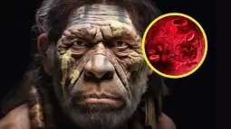 Descubren cómo los grupos sanguíneos de los neandertales influyeron en su extinción y la supervivencia de los sapiens