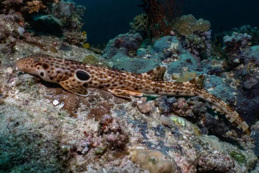 La nueva especie presenta un llamativo patrón de manchas y trazos claros sobre el cuerpo