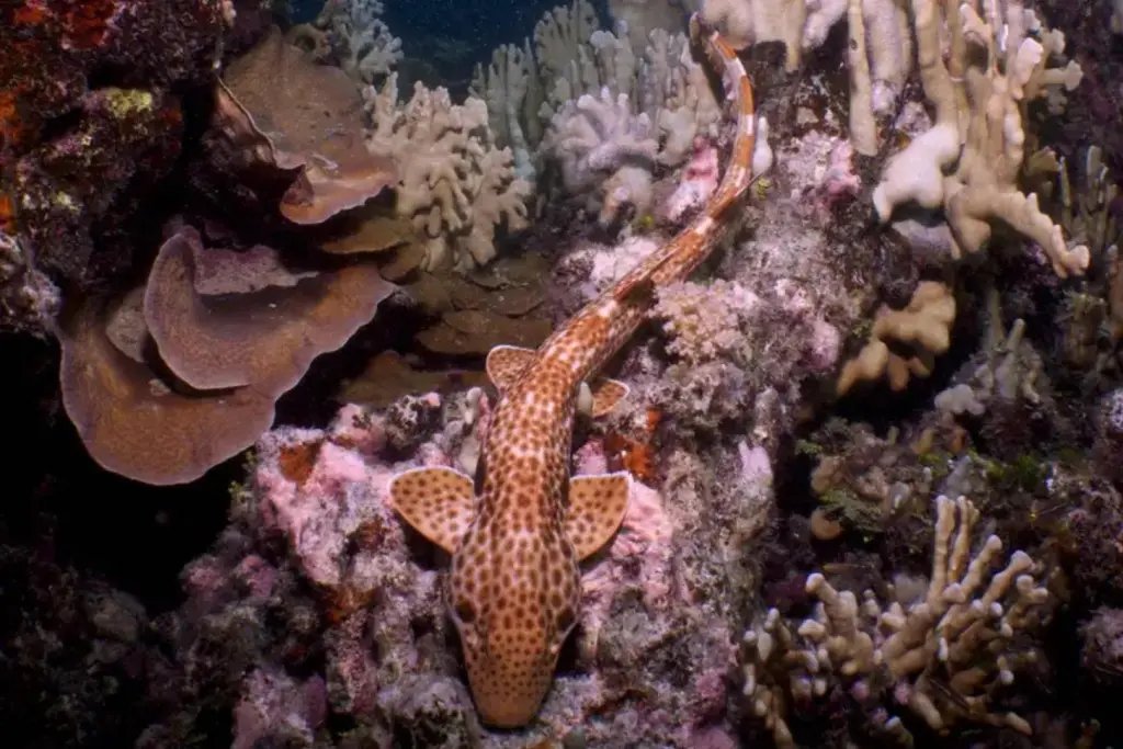 Los investigadores creen que la especie habita exclusivamente en los arrecifes coralinos de la bahía de Milne, en Papúa Nueva Guinea