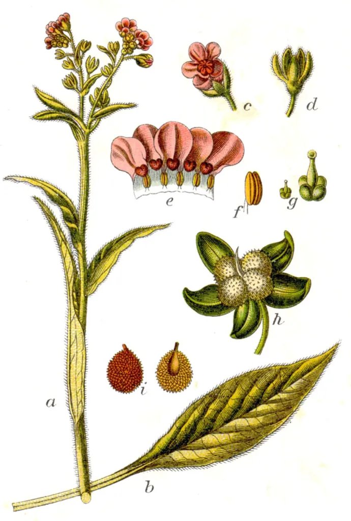 Cynoglossum officinale