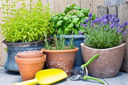 Utensilios de cultivo de aromáticas