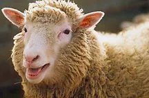 ¿Cuándo nació la oveja Dolly?