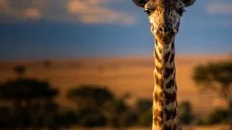 Jirafa adulta en la sabana africana iluminada por el sol del atardecer
