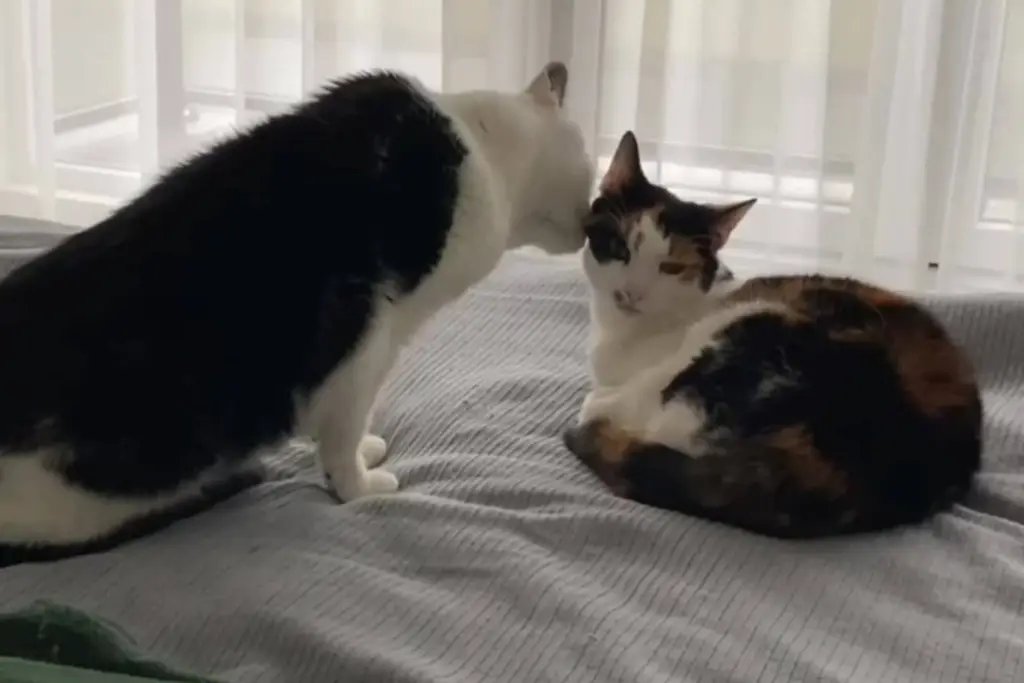 Los gatos se lamen entre ellos en situaciones muy diferentes, y ese gesto no siempre es una muestra de afecto
