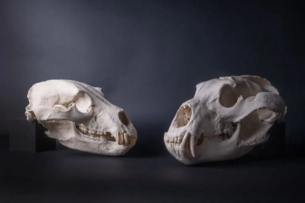 Cráneos de osos pardos conservados en la colección paleoanatómica de la SNSB