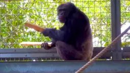 Un chimpancé sorprende a la ciencia con casi 90 actuaciones rítmicas y una pista fascinante sobre la música