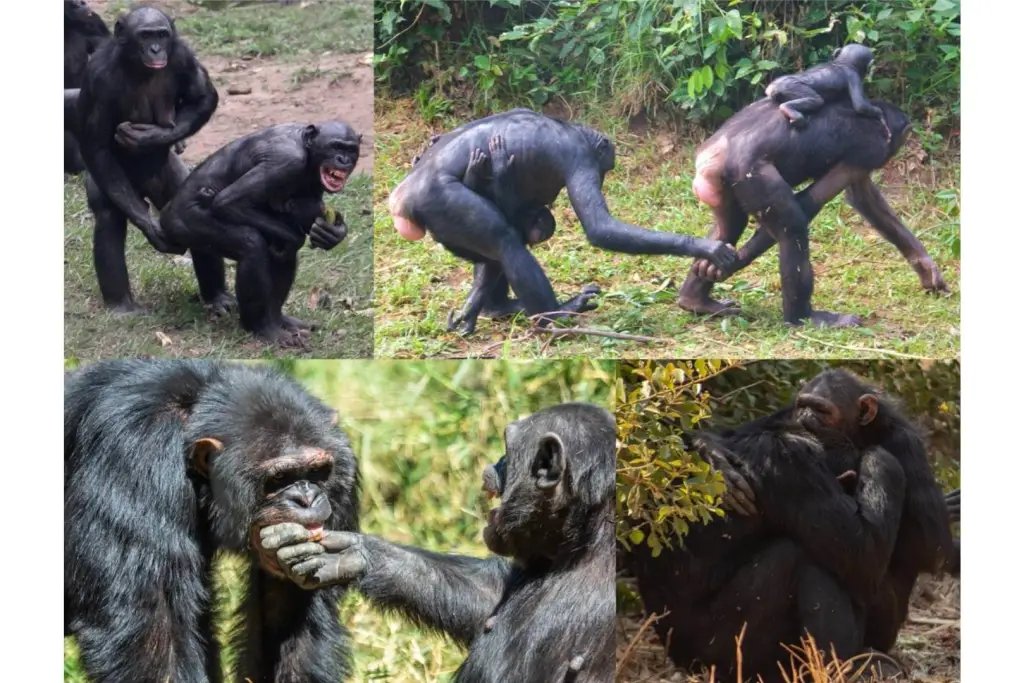 Ejemplos de comportamientos de contacto tranquilizador en bonobos y chimpancés